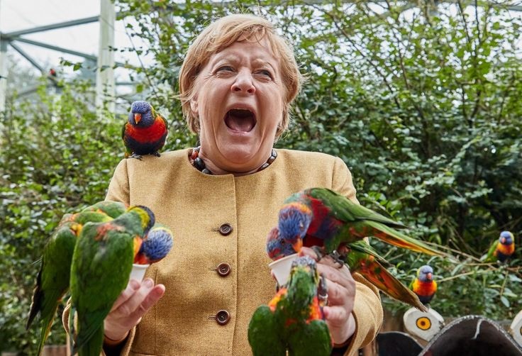 Меркель и попугаи