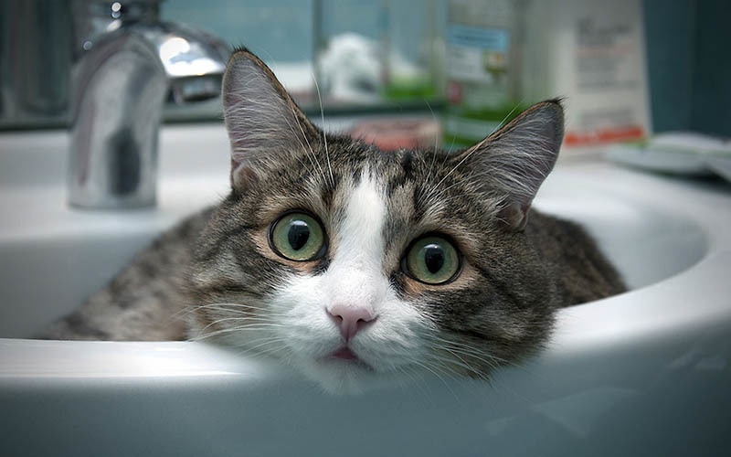 Почему кошки ненавидят воду, хотя и умеют плавать