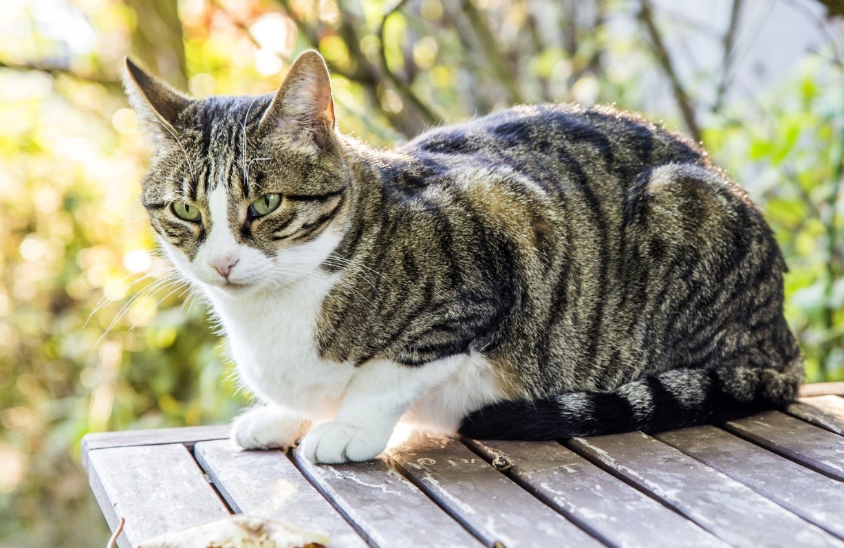 Биологам удалось раскрыть тайну полос у кошек