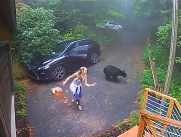 Сигнализация не нужна: девушка увидела в машине медведя и выгнала его диким визгом