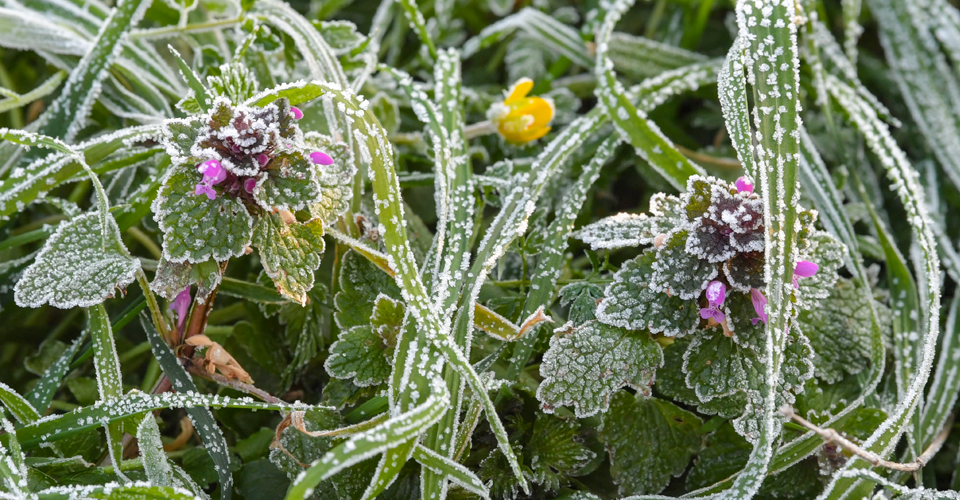 В Украину пришли заморозки: где и когда похолодает