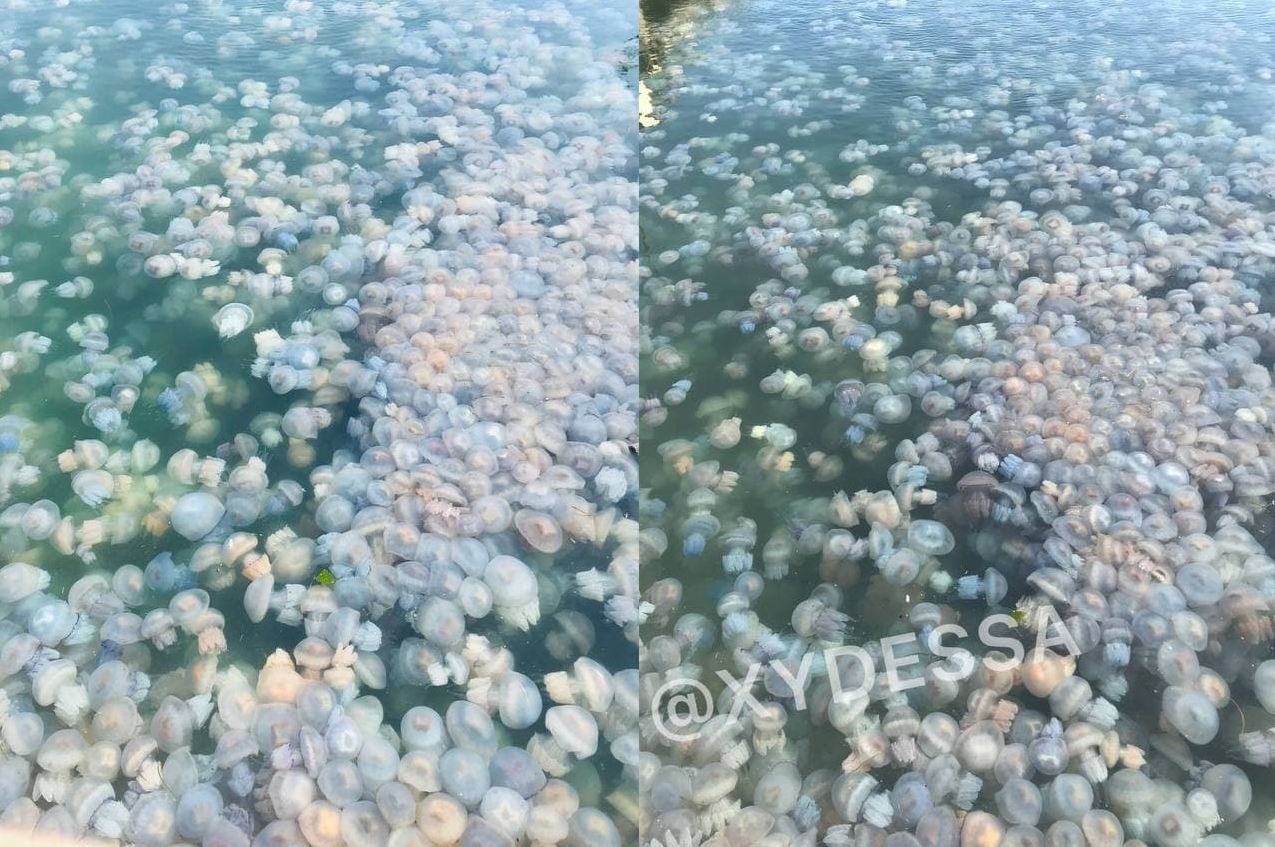медузы в Одессе