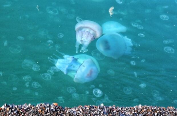 Вода - кисель: медузы "оккупировали" порт в Одессе