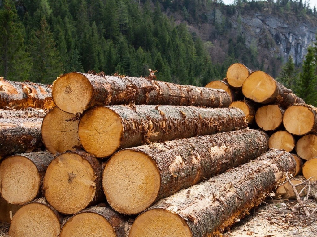 По требованию ЕС в Украине могут отменить мораторий на экспорт леса-кругляка