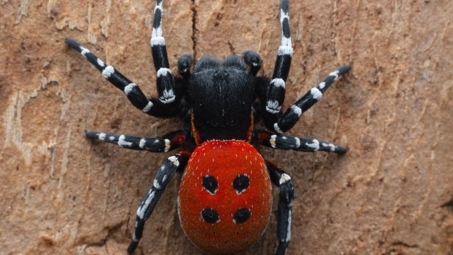 Очень красивый и жутко опасный: под Киевом "поселился" ядовитый тропический паук