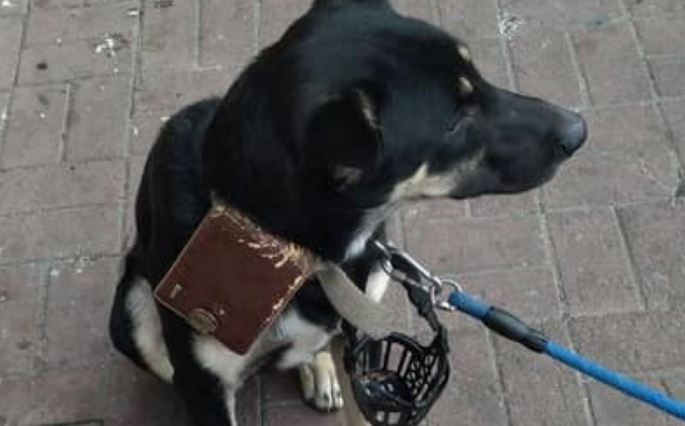 "Простите меня..." – хозяин оставил собаку в людном месте с кошельком и запиской