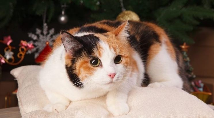 Трехцветные кошки: почему они — к счастью