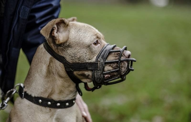 В Украине запретили выгул собак без поводков и намордников