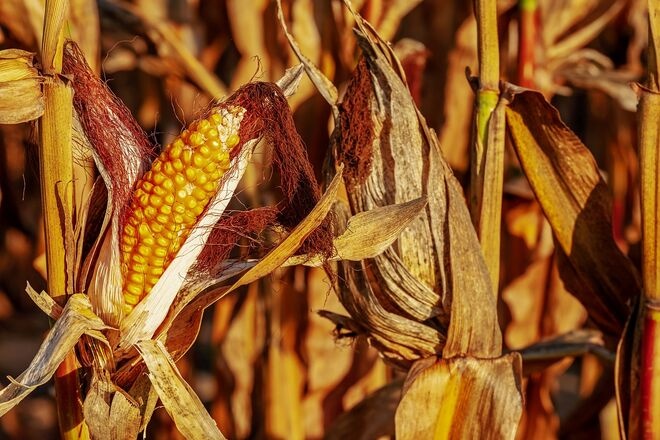 Украина готовится установить рекорд по сбору кукурузы за все годы независимости