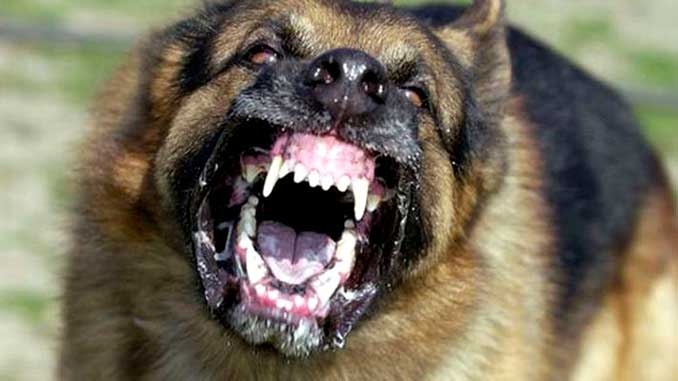 На заседании правительства определили опасные породы собак