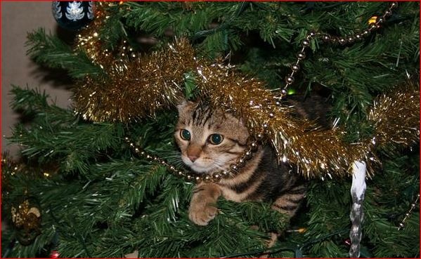 Найден забавный способ защитить новогоднюю елку от кота: срабатывает безотказно