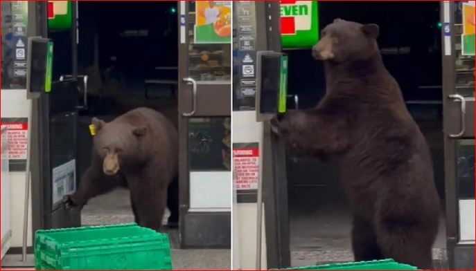 Бурый медведь зашел в маркет, предварительно воспользовавшись санитайзером