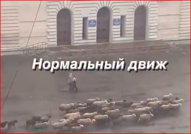 В Донецке заметили стадо баранов