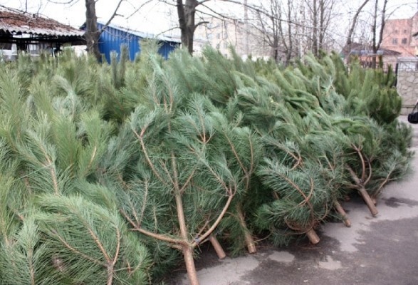 В Украине готовятся к старту продаж новогодних елок: какими будут цены