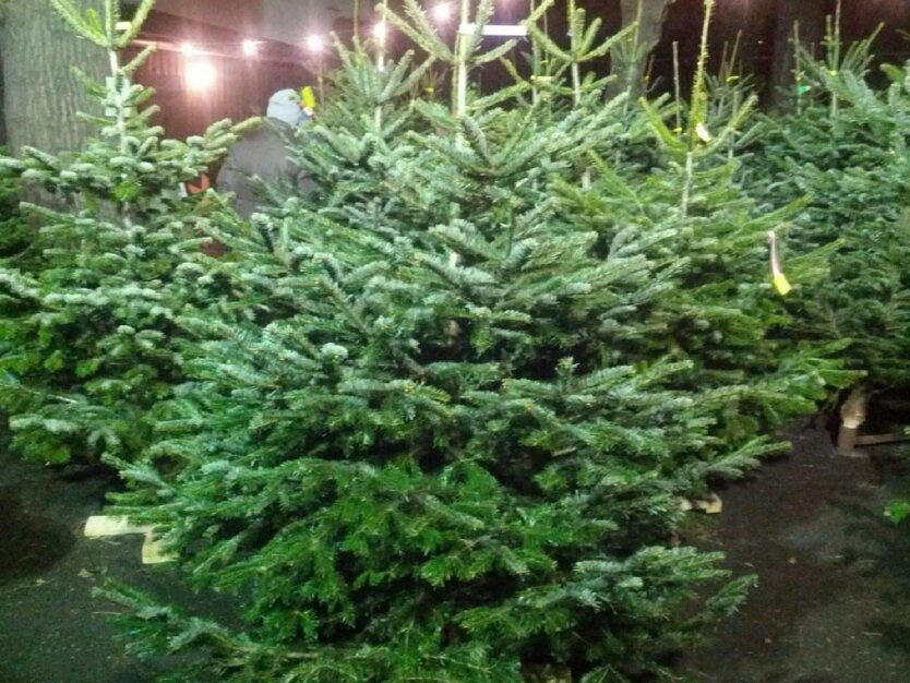 Ёлочные базары в Киеве: сколько будет стоить новогоднее дерево