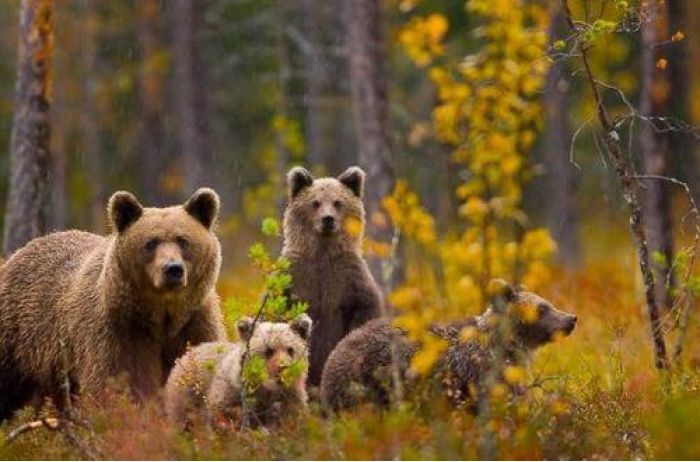 В румынских Карпатах медведица порвала двух украинцев из-за петард