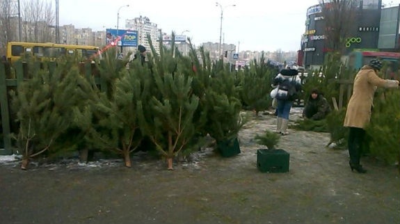 В Украине начали продавать новогодние елки: сколько стоит деревце