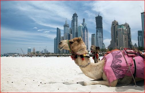 Из-за ботокса 40 верблюдов сняли с конкурса красоты в Саудовской Аравии: подробности скандала