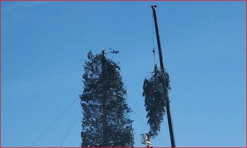 Самую высокую в мире рождественскую елку ветер подрезал на 8 метров