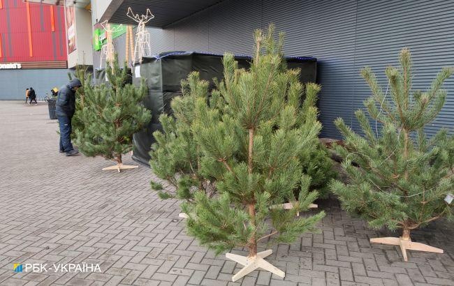 Продажа новогодних елок в Киеве: за сколько можно купить деревце