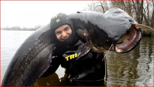 Рыбак из Днепра загарпунил сома-"людоеда": "монстр" весит 50 килограммов