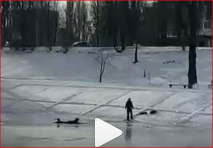 В Киеве собака спасла ребенка, который провалился под лед в Киеве