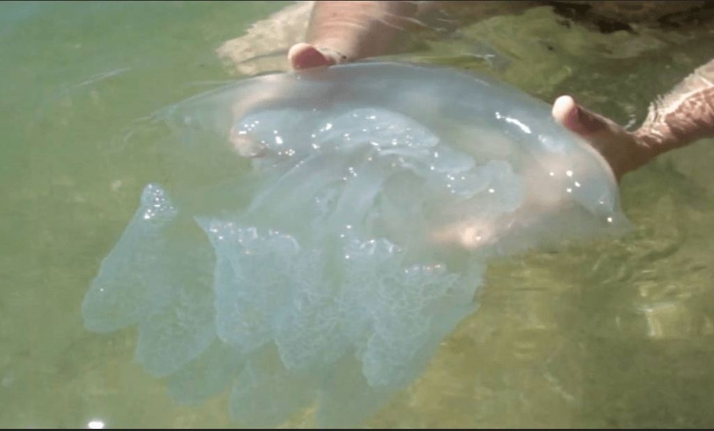 Одесское побережье усеяли огромные медузы