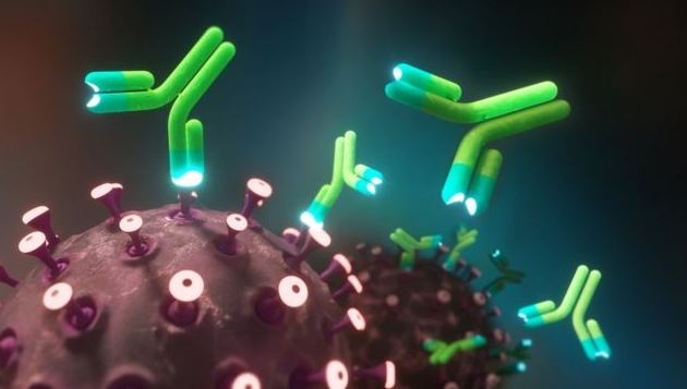 Антитела к COVID-19 атакуют здоровые ткани: какие органы под угрозой