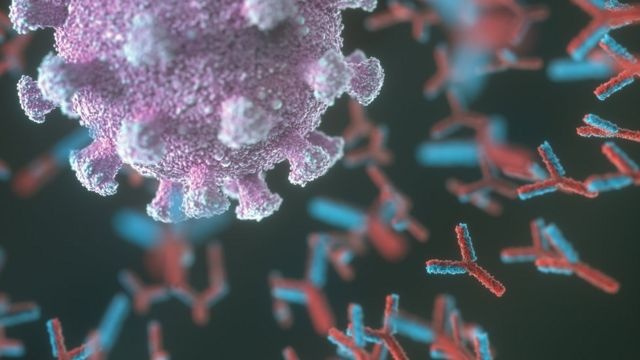 Ученые обнаружили антитело, которое может использоваться для эффективного лечения COVID-19