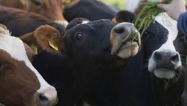 В Украине ежемесячно сокращается поголовье крупного скота: мясо приходится закупать за границей