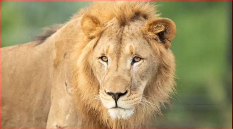 "Ручной" лев держит в страхе всю округу на Прикарпатье