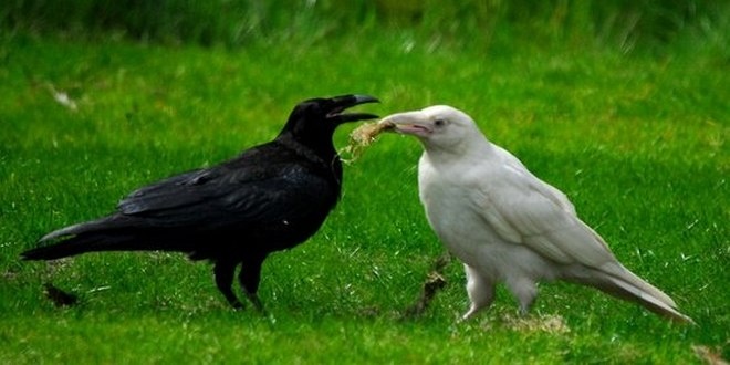 Ворон обучают собирать окурки: есть надежда, что птицы будут учиться друг у друга
