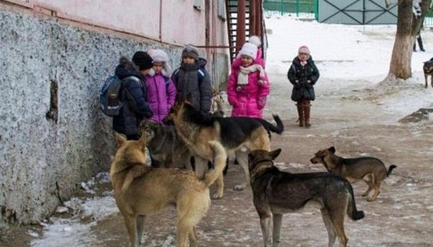 На украинском курорте людям приходится отбиваться палками от бродячих собак