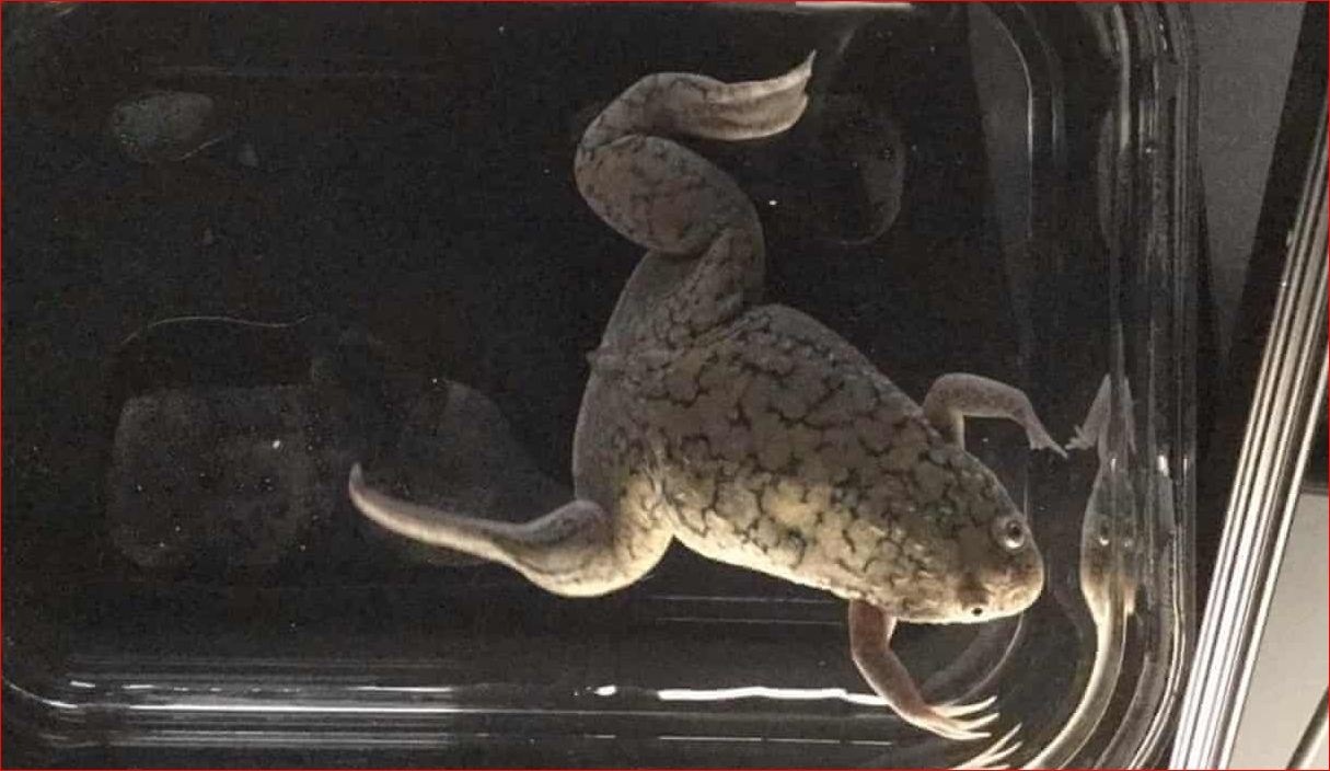 Ампутированную лапку ученые смогли вырастить у лягушки: подробно об эксперименте
