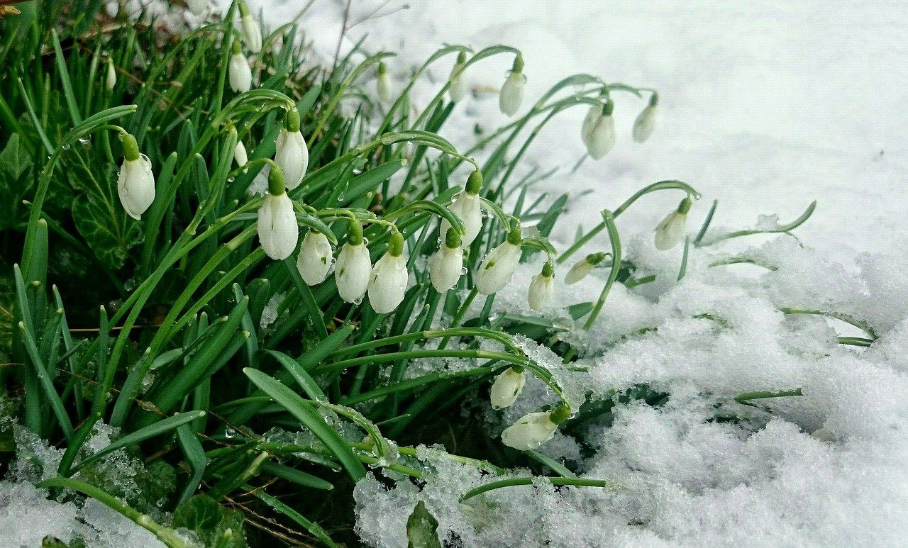 Не 1 марта: синоптик озвучила дату прихода весны в этом году