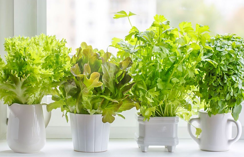 Как вырастить зелень на подоконнике: сажаем ароматный мини-огородик