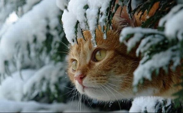 В Украину вернутся морозы и снег: когда изменится погода
