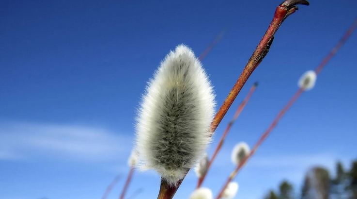 Потепление до +14: прогноз погоды на 22 февраля