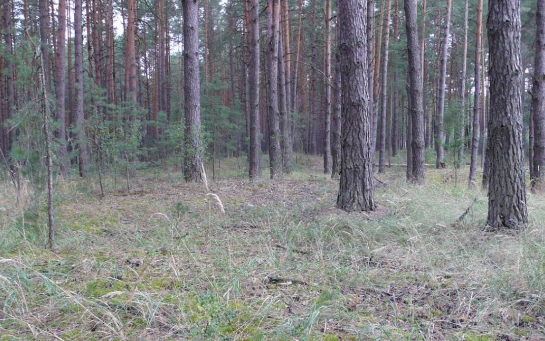 Российские офицеры массово выбрасывают документы и сбегают в черниговские леса