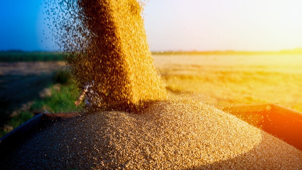 Украина ищет альтернативные пути экспорта зерна через порты ЕС