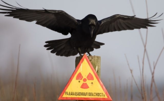 В Чернобыле оккупанты украли радиоактивные вещи сталкеров