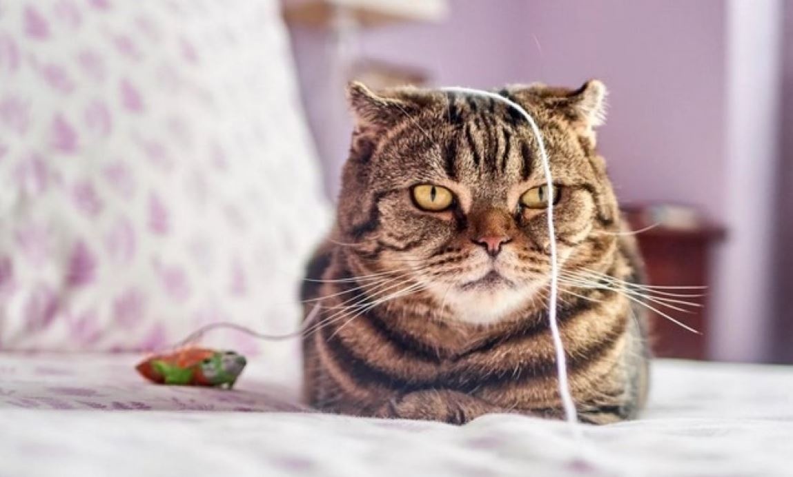 Почему кошки будят своих хозяев так рано и что с этим делать: ответ ученых