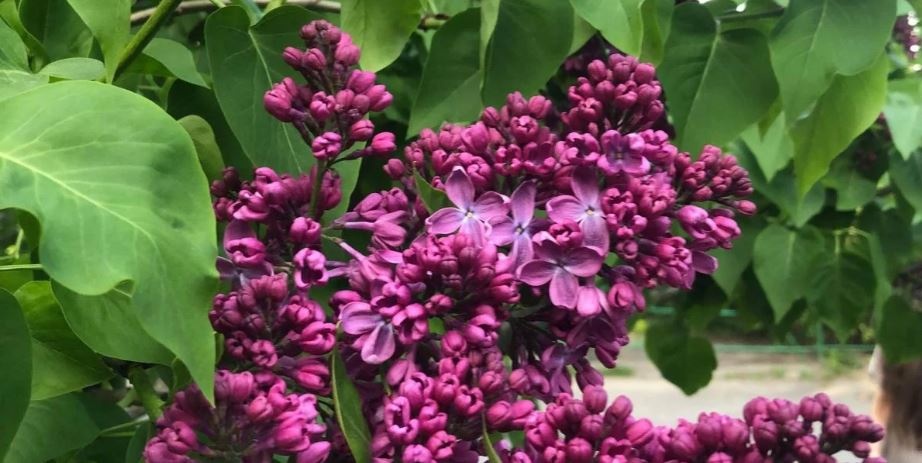 В Украину идет жара и грозы: прогноз погоды