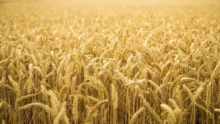 Экономист рассказал, что будет с урожаем зерновых в этом году