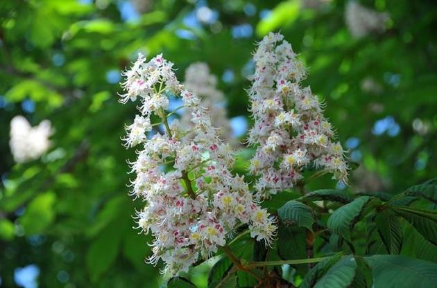 Жара до 30 градусов: какие регионы Украины накроет летняя погода