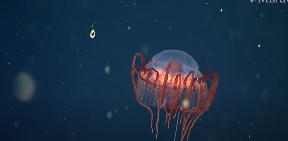 Похожа на тарелку НЛО: ученые нашли в море необычную медузу