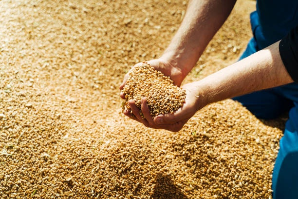 США изучают возможность экспорта украинского зерна через Беларусь – The Wall Street Journal