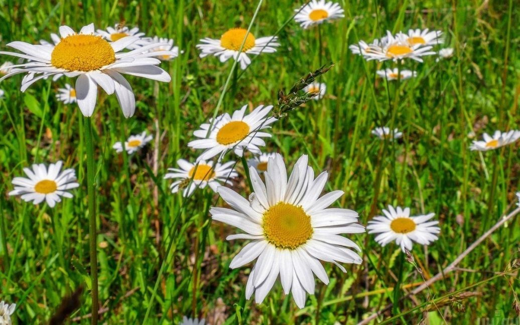 Синоптик озвучил прогноз погоды на первые дни июня