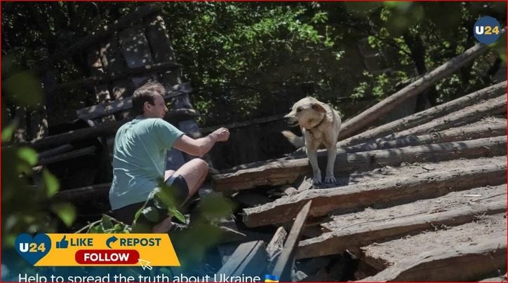 Пес ждет хозяев возле разрушенного дома