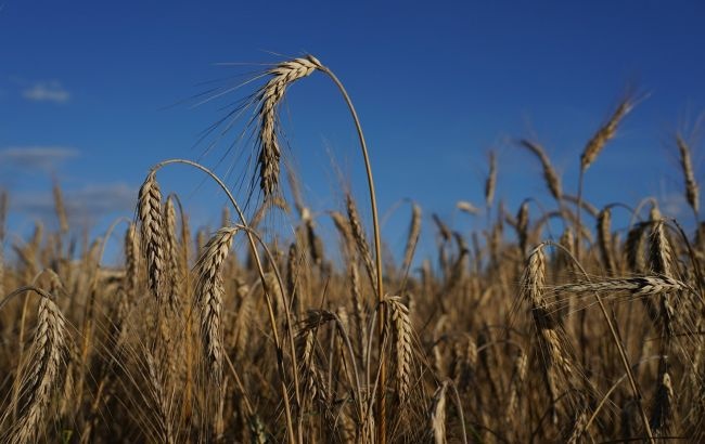 Вывоз украинского зерна в Турцию: какой будет размер скидки